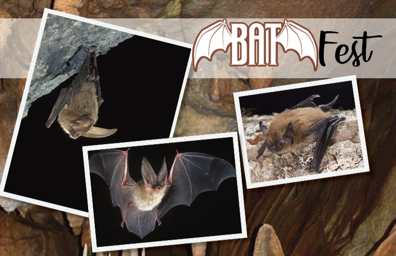 Bat fEst header graphic showing the event logo and three photos of bats.